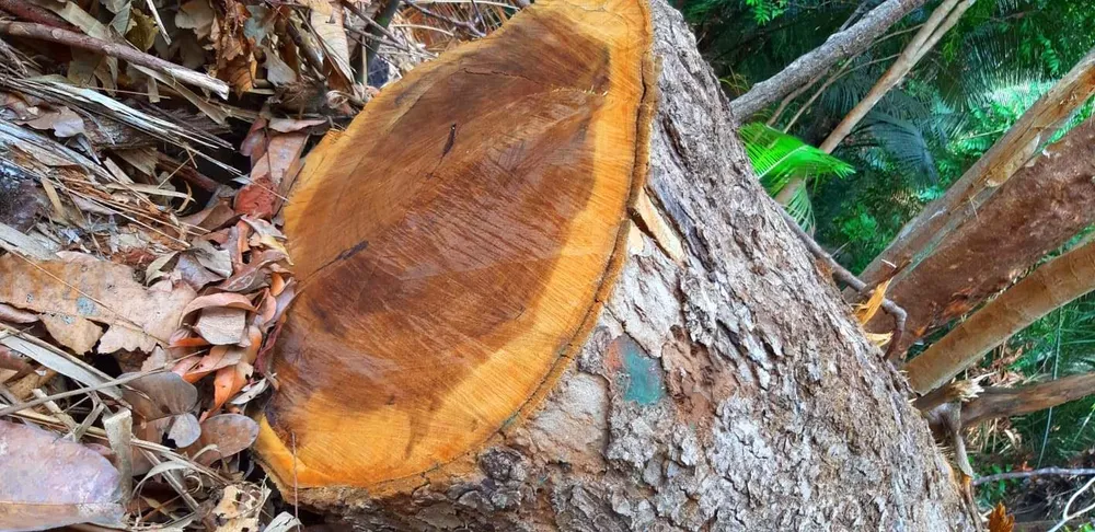 2 trạm bảo vệ rừng chốt 2 đầu, lâm tặc ngang nhiên phá rừng cổ thụ ảnh 11