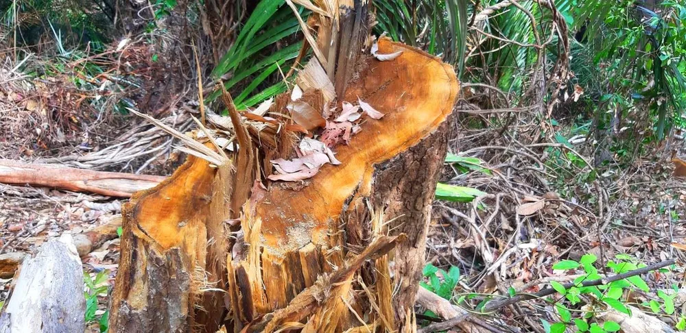 2 trạm bảo vệ rừng chốt 2 đầu, lâm tặc ngang nhiên phá rừng cổ thụ ảnh 12