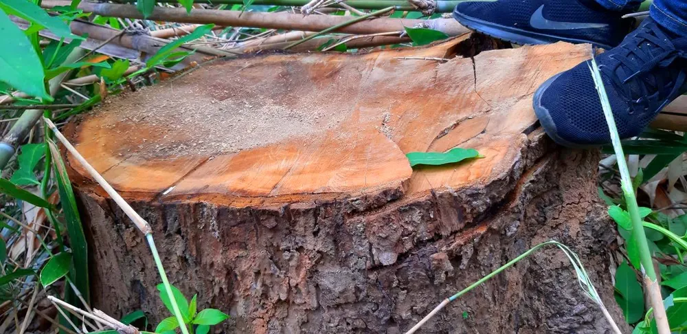 2 trạm bảo vệ rừng chốt 2 đầu, lâm tặc ngang nhiên phá rừng cổ thụ ảnh 16