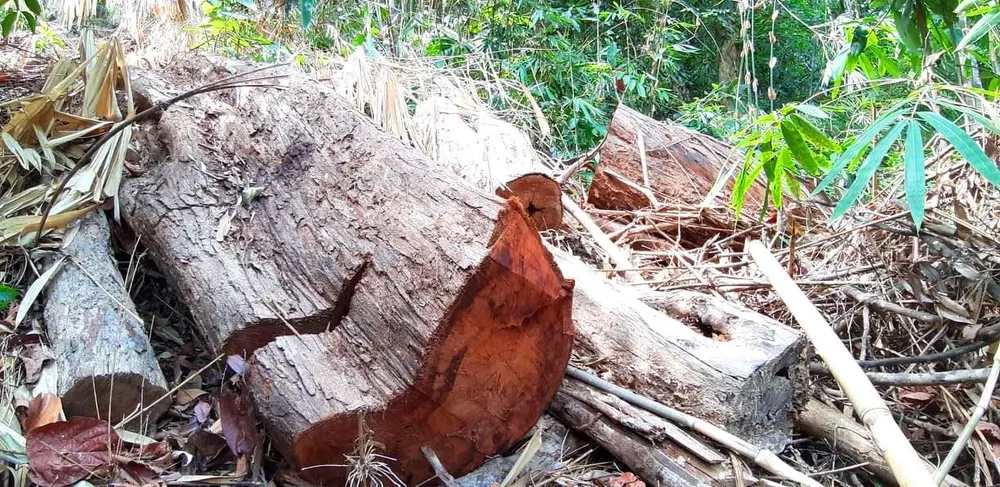 2 trạm bảo vệ rừng chốt 2 đầu, lâm tặc ngang nhiên phá rừng cổ thụ ảnh 18