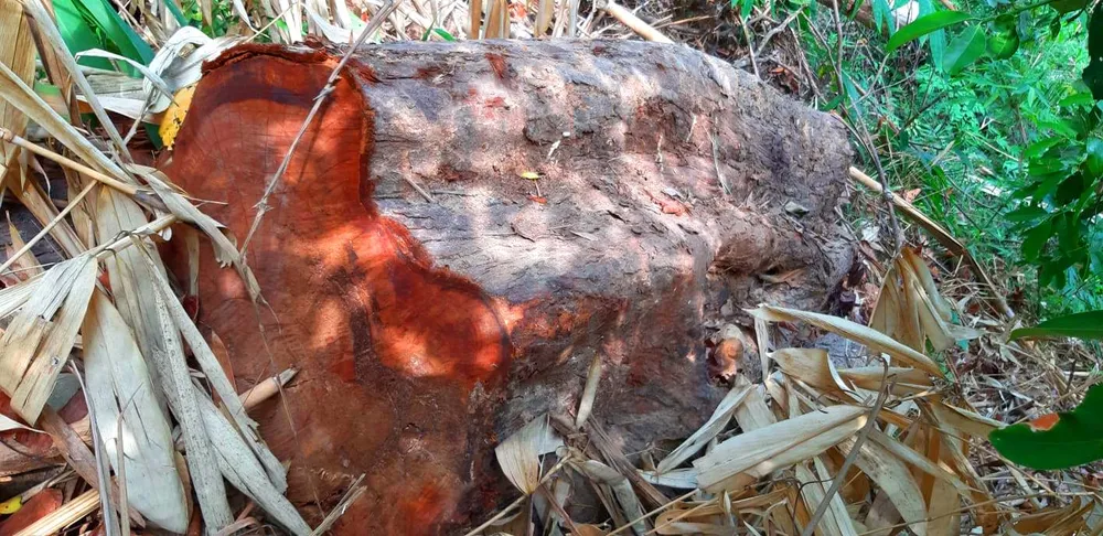 2 trạm bảo vệ rừng chốt 2 đầu, lâm tặc ngang nhiên phá rừng cổ thụ ảnh 20