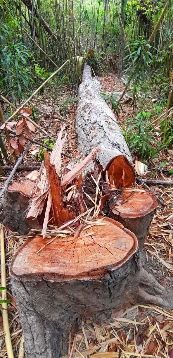 2 trạm bảo vệ rừng chốt 2 đầu, lâm tặc ngang nhiên phá rừng cổ thụ ảnh 25