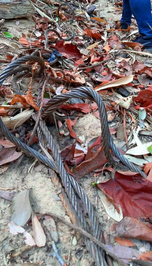 2 trạm bảo vệ rừng chốt 2 đầu, lâm tặc ngang nhiên phá rừng cổ thụ ảnh 21