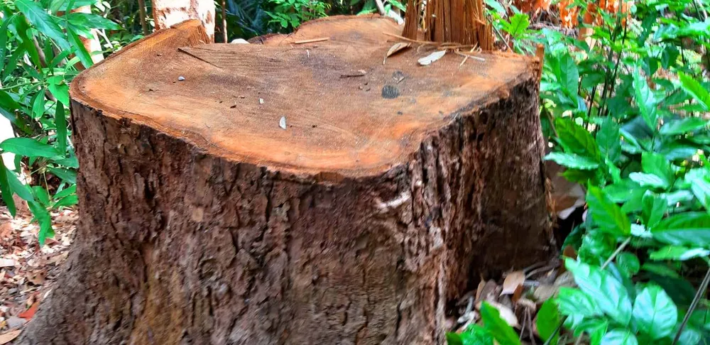 Chi cục Kiểm lâm vùng IV vào cuộc vụ rừng cổ thụ bị phá ở giữa 2 trạm bảo vệ  ảnh 2