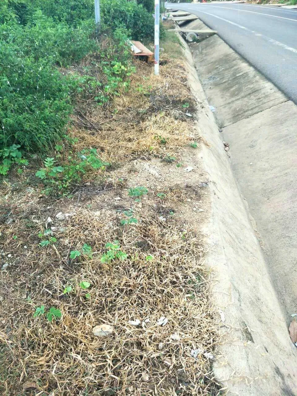 Vụ phát quang quốc lộ bằng thuốc diệt cỏ: Kiểm điểm trách nhiệm tổ chức, cá nhân có liên quan ảnh 2