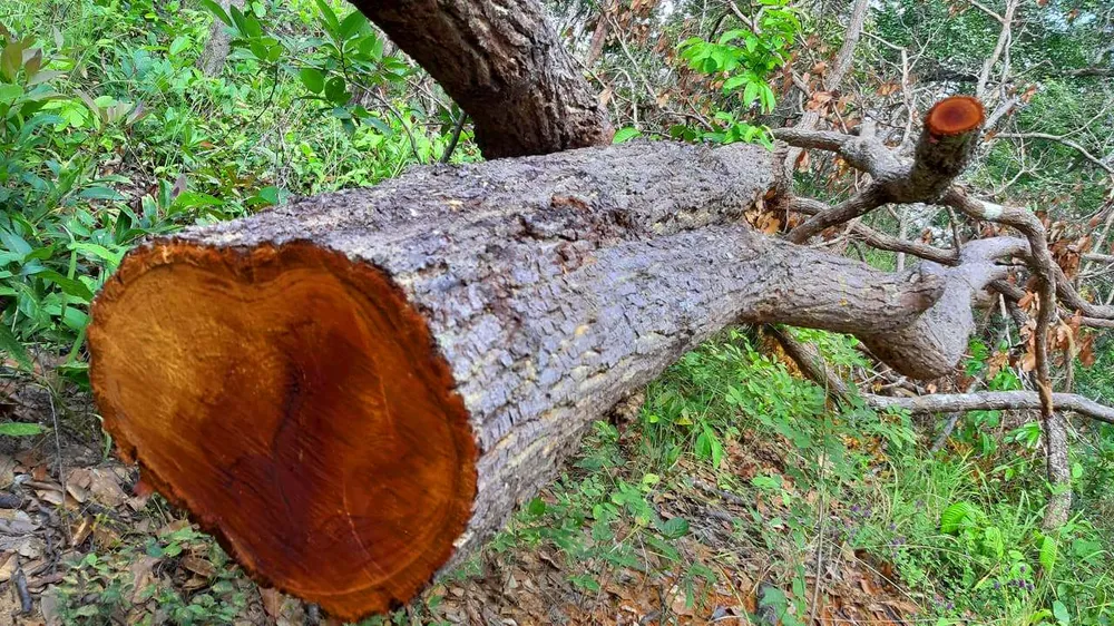 Rừng bị đốn hạ la liệt ở huyện biên giới Chư Prông (Gia Lai) ảnh 6