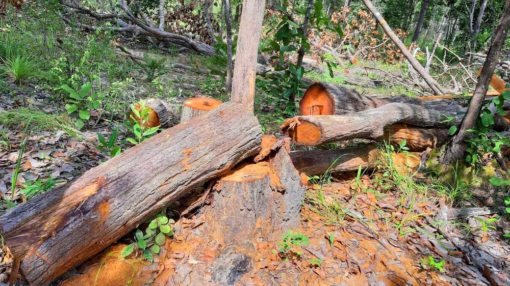 Rừng bị đốn hạ la liệt ở huyện biên giới Chư Prông (Gia Lai) ảnh 5
