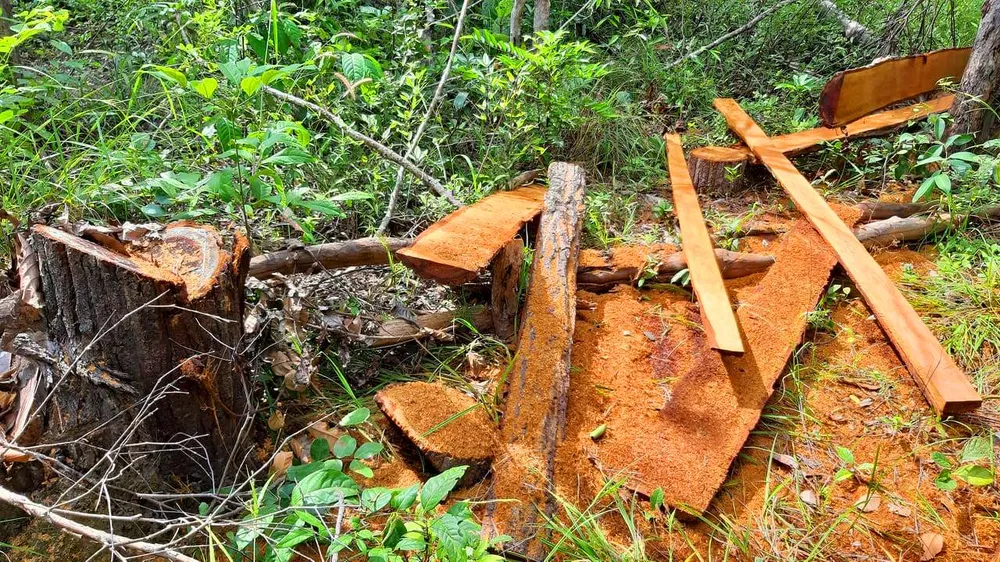 Rừng bị đốn hạ la liệt ở huyện biên giới Chư Prông (Gia Lai) ảnh 7