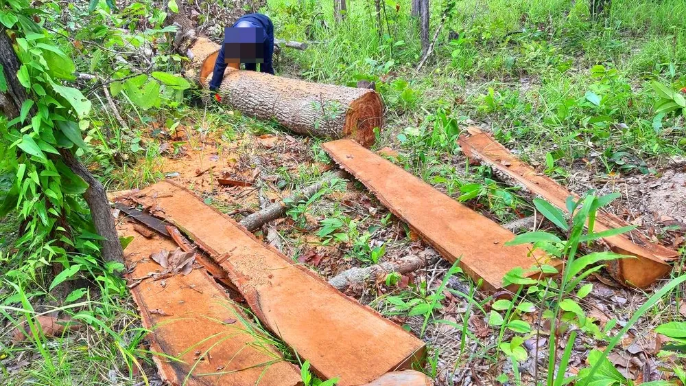 Rừng bị đốn hạ la liệt ở huyện biên giới Chư Prông (Gia Lai) ảnh 9