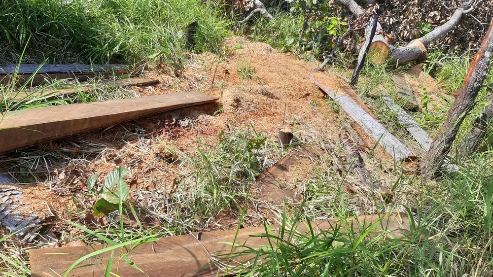 Rừng bị đốn hạ la liệt ở huyện biên giới Chư Prông (Gia Lai) ảnh 2