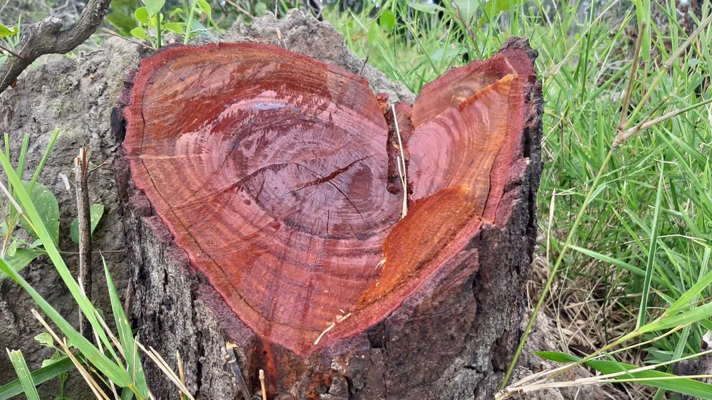 Rừng bị đốn hạ la liệt ở huyện biên giới Chư Prông (Gia Lai) ảnh 10