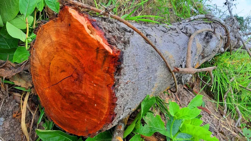 Rừng bị đốn hạ la liệt ở huyện biên giới Chư Prông (Gia Lai) ảnh 11