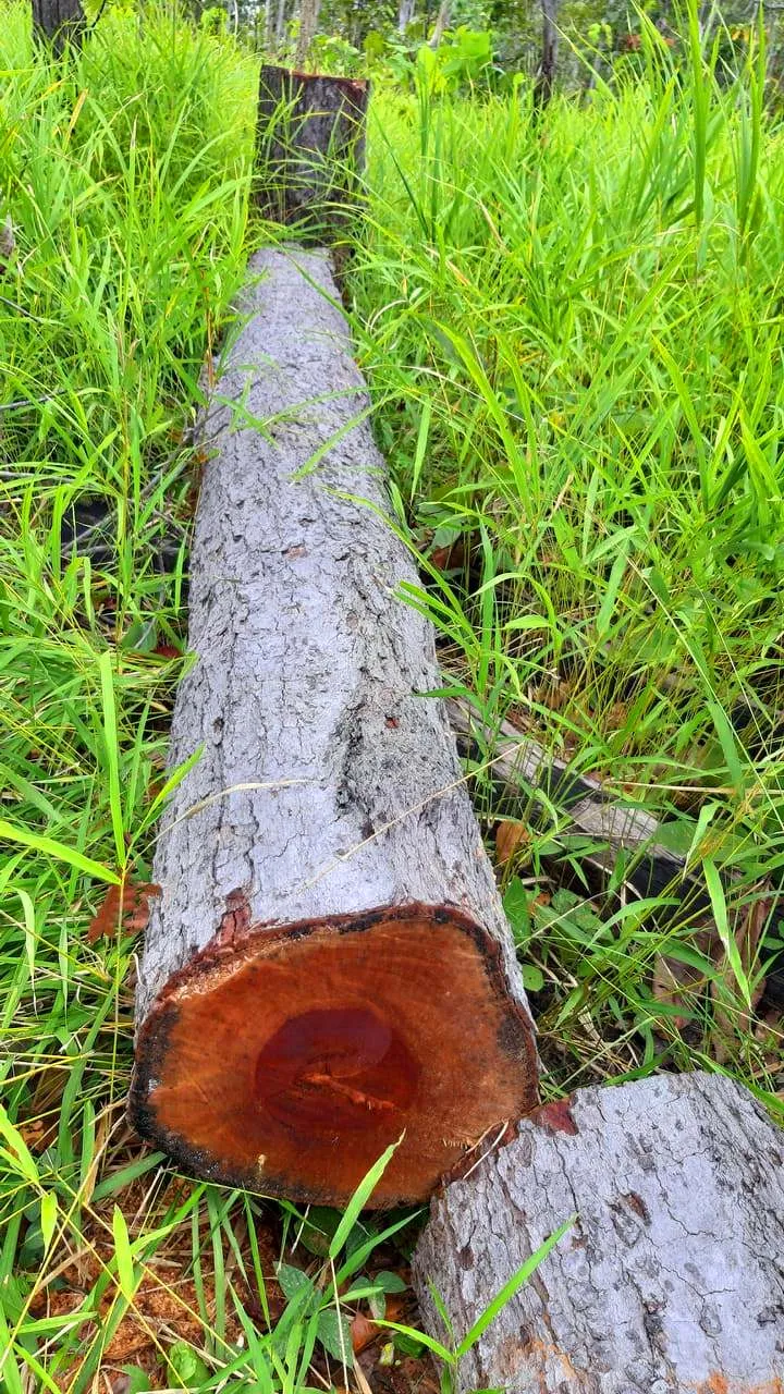 Rừng bị đốn hạ la liệt ở huyện biên giới Chư Prông (Gia Lai) ảnh 13