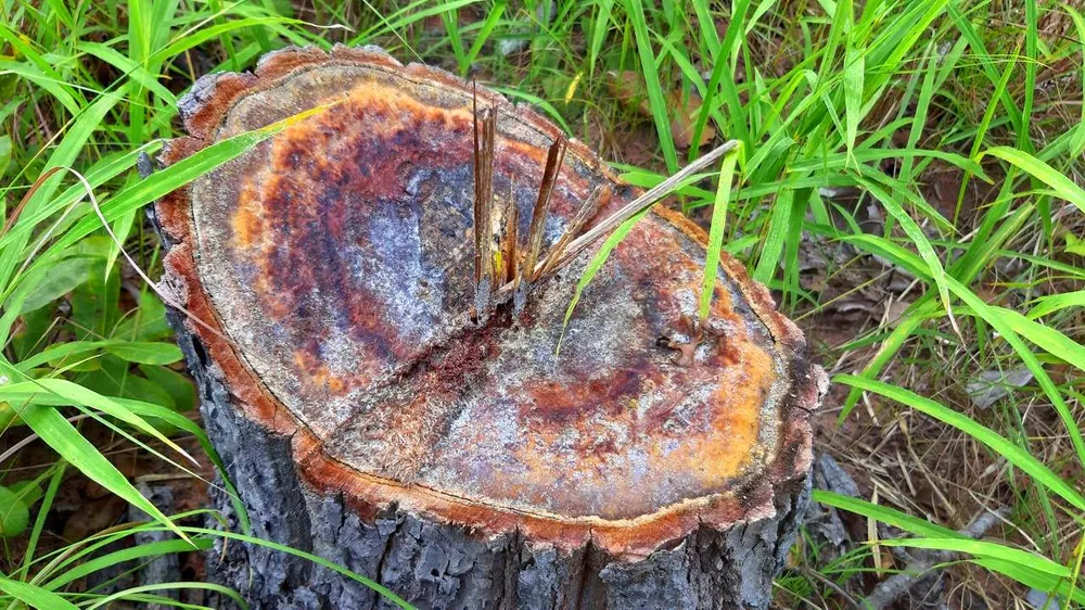 Rừng bị đốn hạ la liệt ở huyện biên giới Chư Prông (Gia Lai) ảnh 14