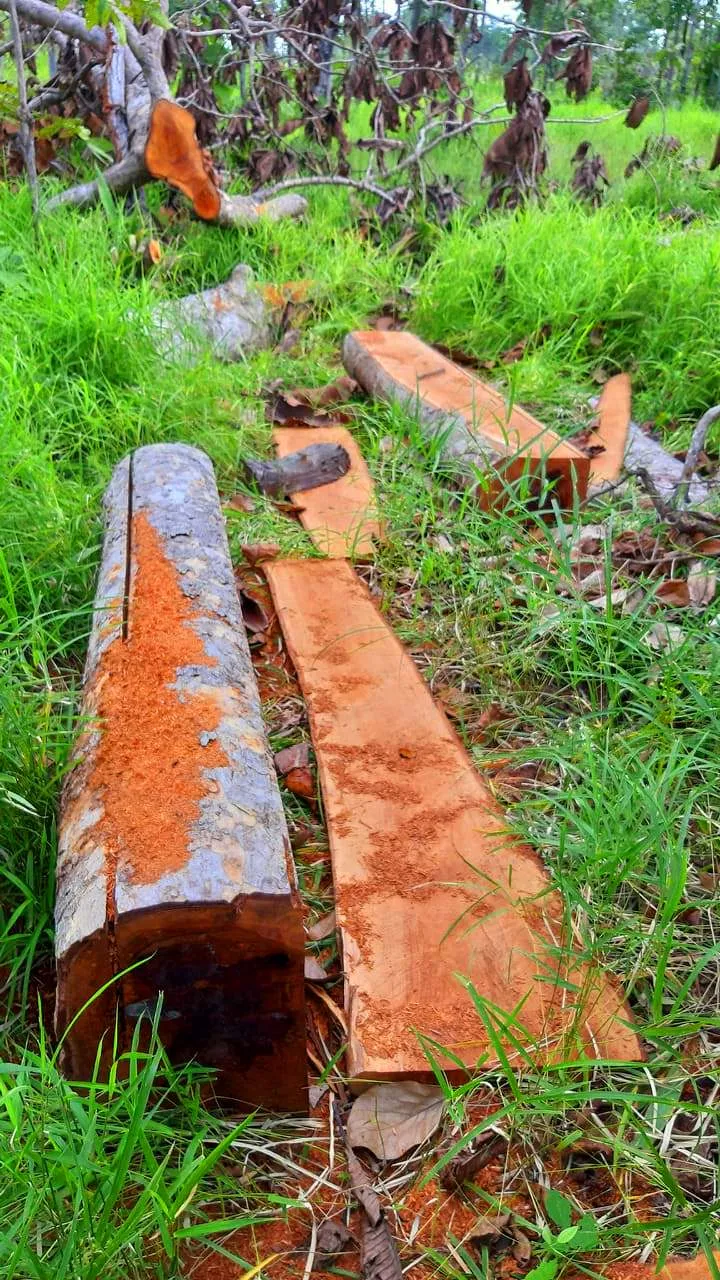 Rừng bị đốn hạ la liệt ở huyện biên giới Chư Prông (Gia Lai) ảnh 16