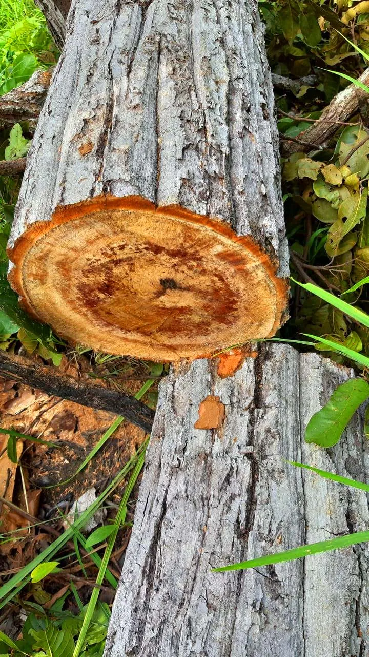 Rừng bị đốn hạ la liệt ở huyện biên giới Chư Prông (Gia Lai) ảnh 17