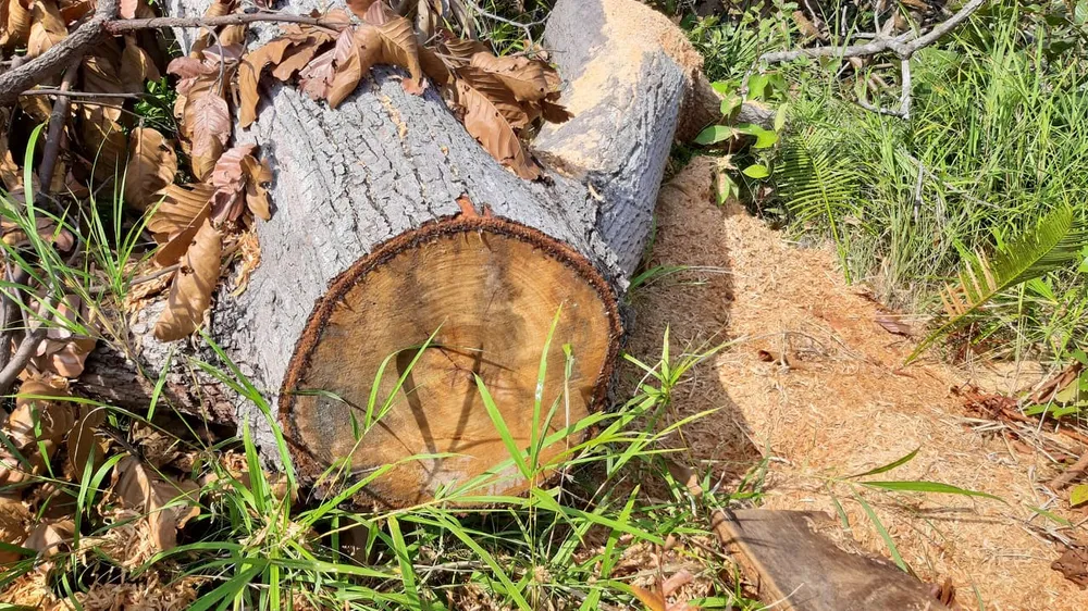 Rừng bị đốn hạ la liệt ở huyện biên giới Chư Prông (Gia Lai) ảnh 3