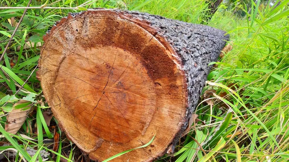 Rừng bị đốn hạ la liệt ở huyện biên giới Chư Prông (Gia Lai) ảnh 22