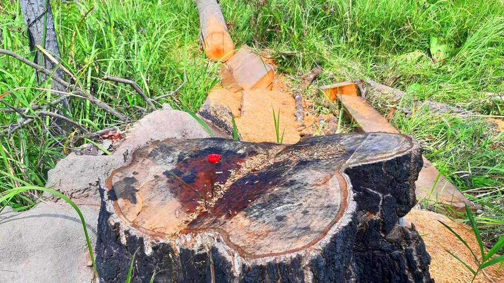 Rừng bị đốn hạ la liệt ở huyện biên giới Chư Prông (Gia Lai) ảnh 23