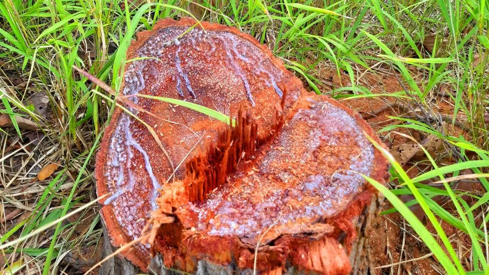 Rừng bị đốn hạ la liệt ở huyện biên giới Chư Prông (Gia Lai) ảnh 24