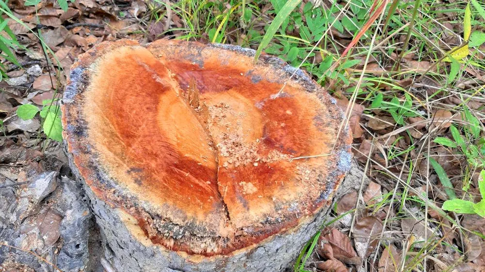 Chi cục Kiểm lâm vùng IV vào cuộc vụ rừng ở huyện biên giới bị đốn hạ ảnh 6