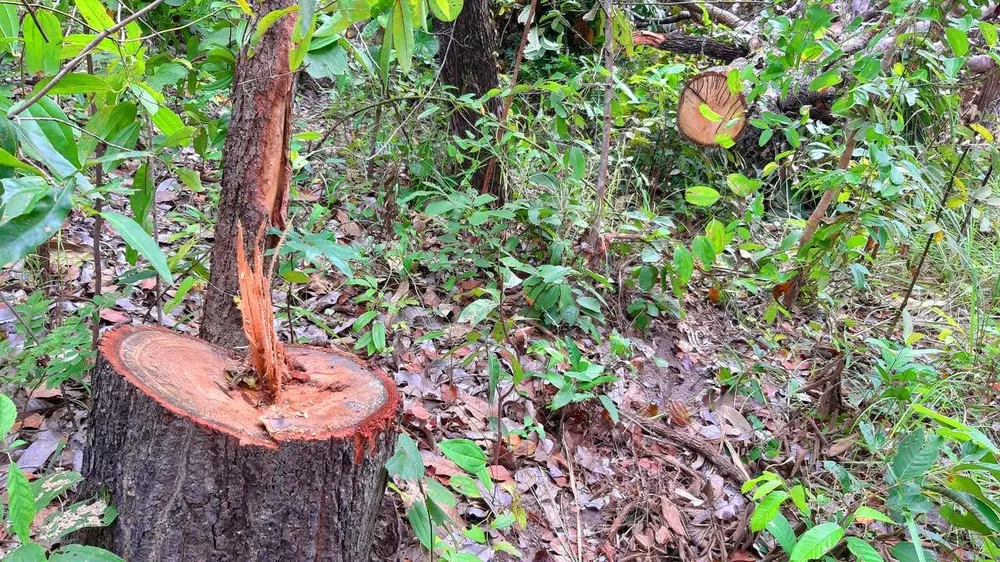 Chi cục Kiểm lâm vùng IV vào cuộc vụ rừng ở huyện biên giới bị đốn hạ ảnh 2