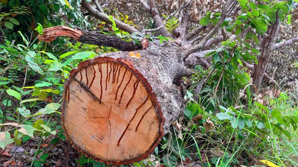 Chi cục Kiểm lâm vùng IV vào cuộc vụ rừng ở huyện biên giới bị đốn hạ ảnh 3