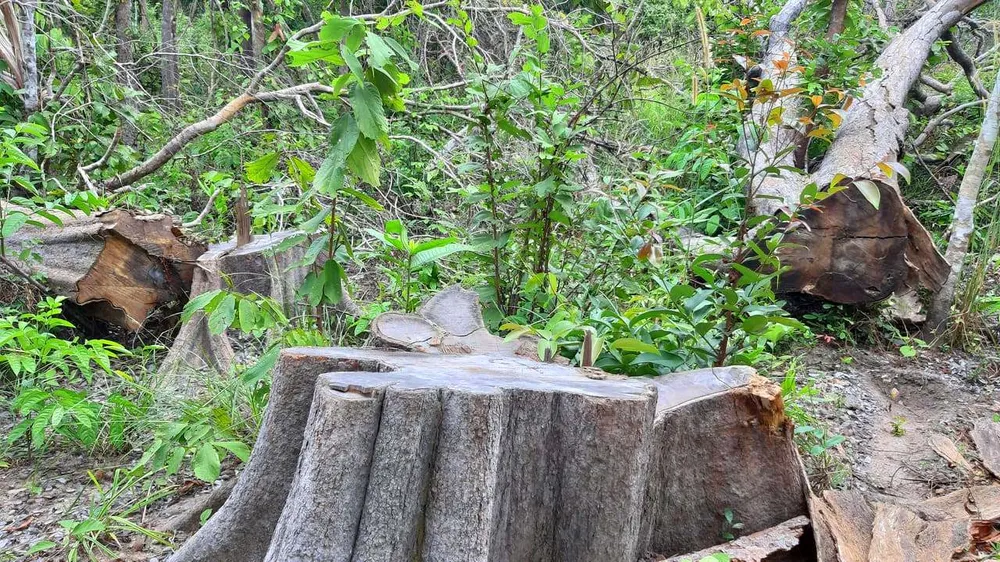 Chi cục Kiểm lâm vùng IV vào cuộc vụ rừng ở huyện biên giới bị đốn hạ ảnh 4