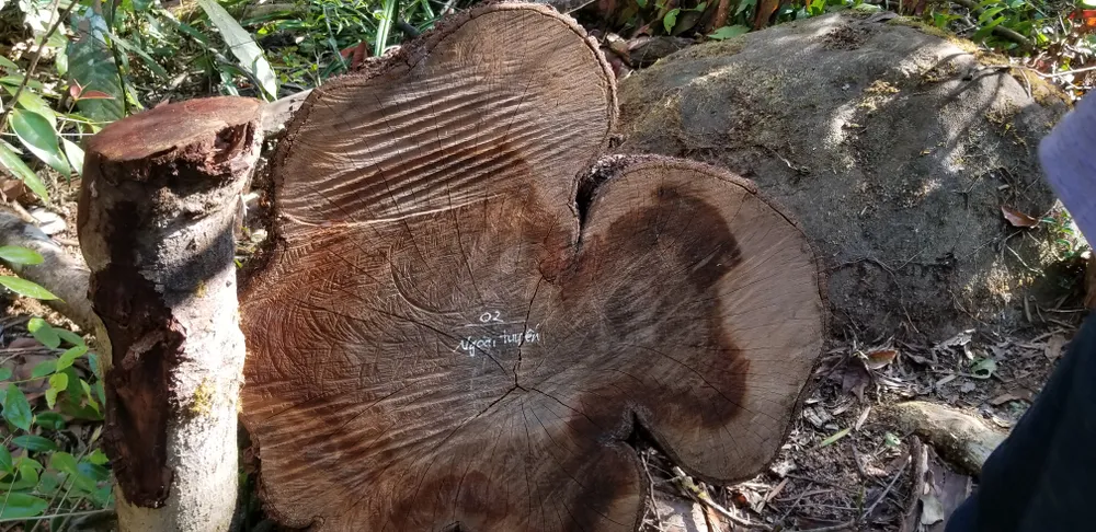 Tận thu gỗ dự án, cưa hạ thêm gỗ trái phép ảnh 3