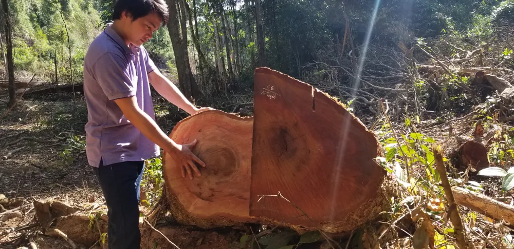 Tận thu gỗ dự án, cưa hạ thêm gỗ trái phép ảnh 2