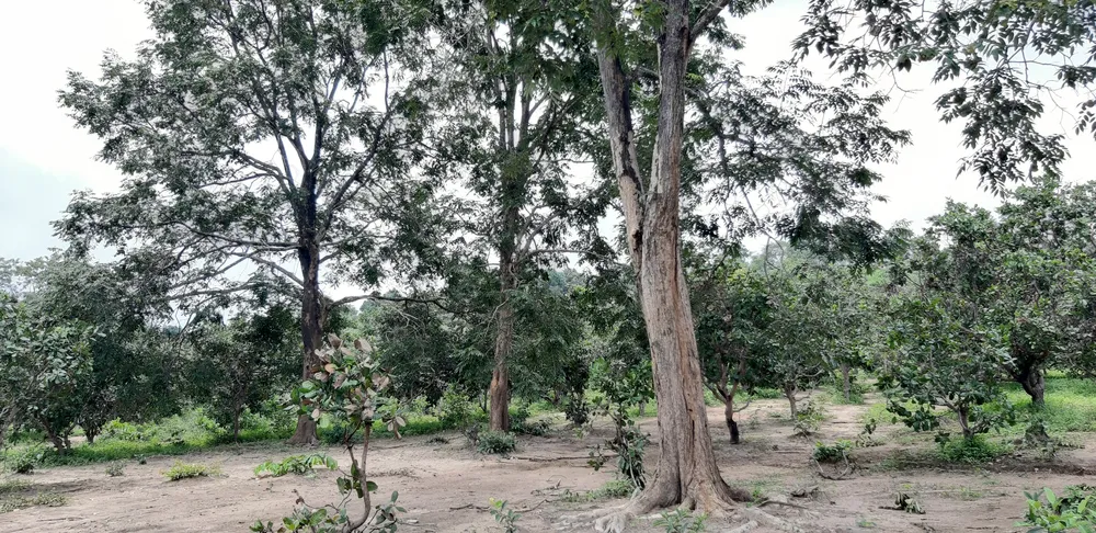 Quần thể gỗ Giáng Hương duy nhất bị xẻ thịt, chính quyền xã không biết ảnh 9