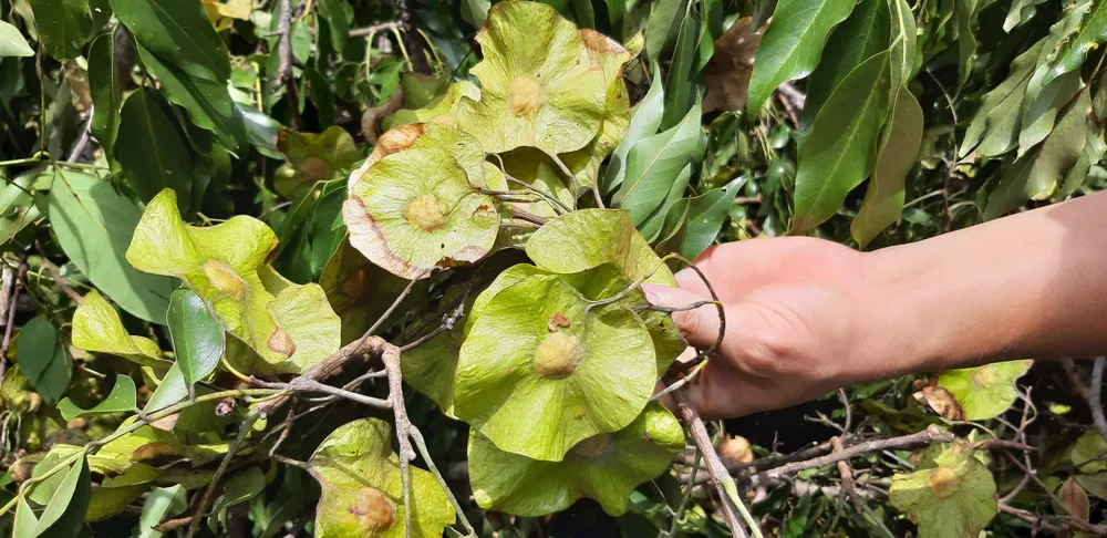 Quần thể gỗ Giáng Hương duy nhất bị xẻ thịt, chính quyền xã không biết ảnh 4