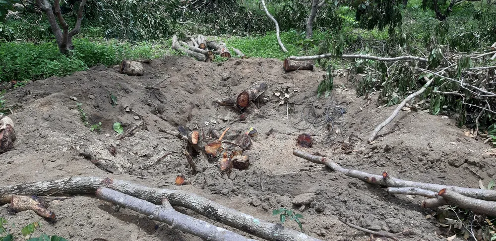 Quần thể gỗ Giáng Hương duy nhất bị xẻ thịt, chính quyền xã không biết ảnh 6