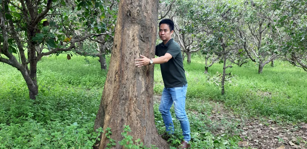 Quần thể gỗ Giáng Hương duy nhất bị xẻ thịt, chính quyền xã không biết ảnh 8