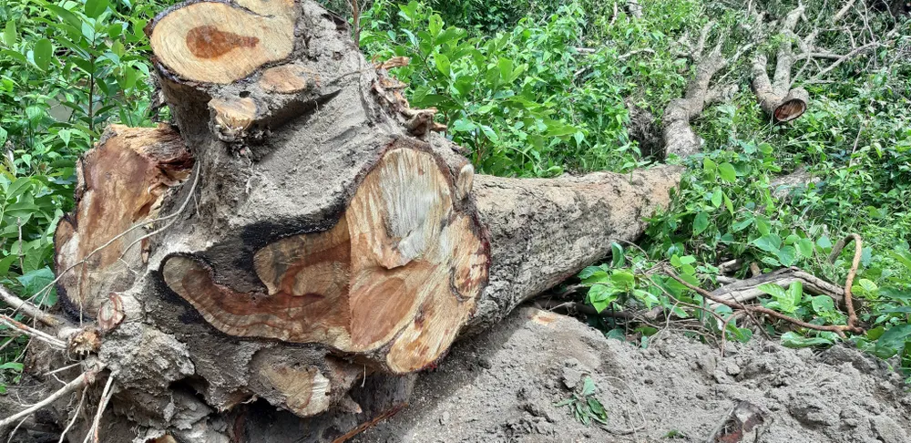 Quần thể gỗ Giáng Hương duy nhất bị xẻ thịt, chính quyền xã không biết ảnh 3