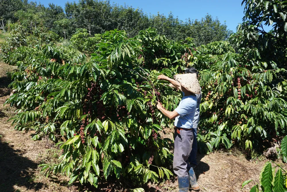 Nhiều lần phớt lờ chỉ đạo để tích nước trái phép, thủy điện bị phạt… 25 triệu đồng  ảnh 4