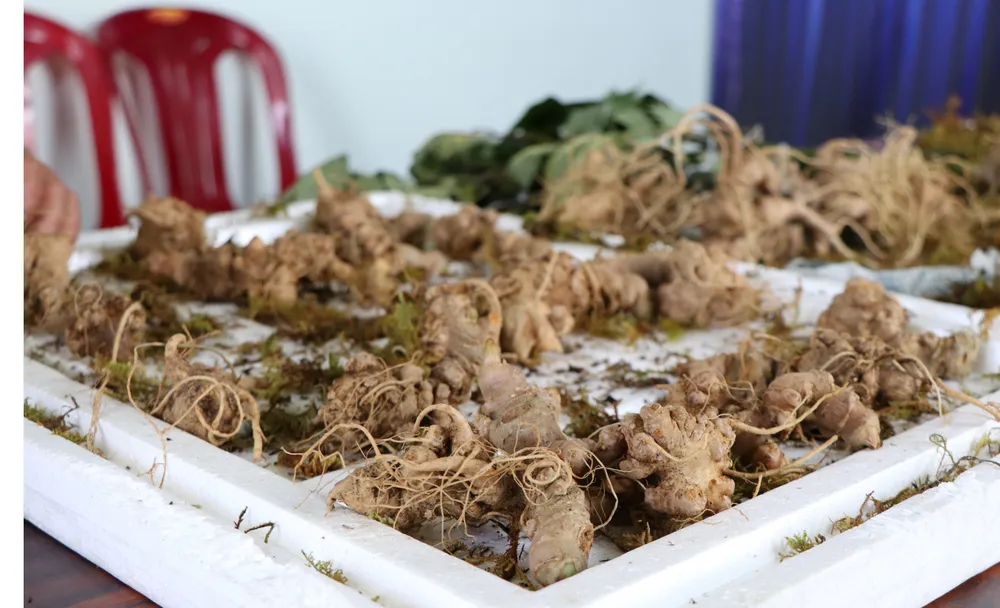 Bắt vụ vận chuyển các loại củ “đội lốt” sâm Ngọc Linh Kon Tum sau 2 tháng mật phục ảnh 2