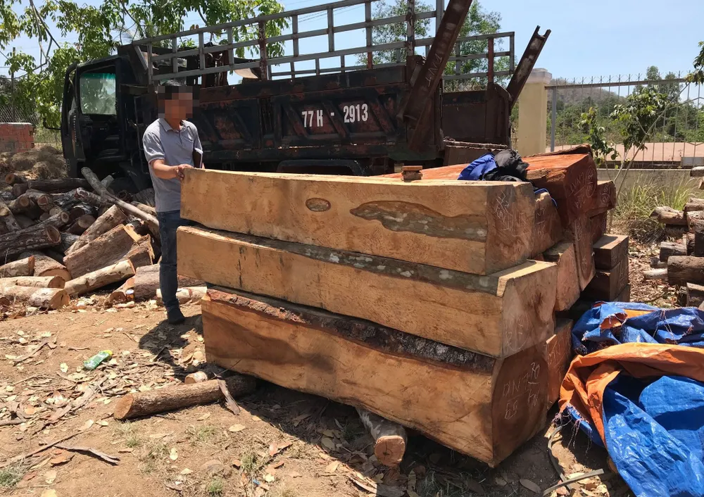 Khởi tố vụ cưa hạ trái phép 119 cây gỗ  ảnh 1