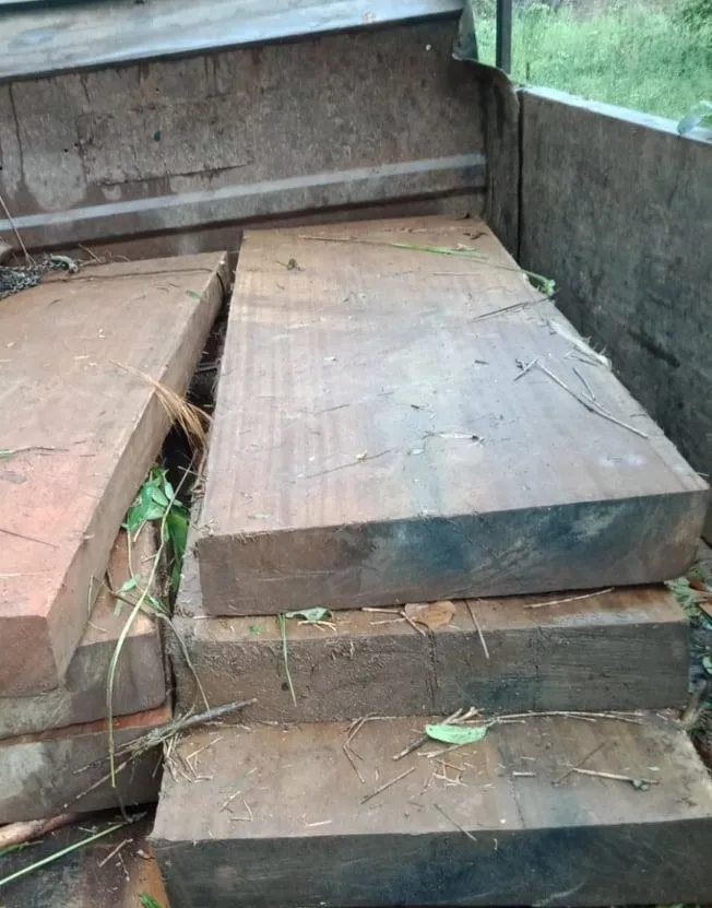 Kon Tum: Khởi tố vụ cưa hạ gỗ dổi cổ thụ   ảnh 2