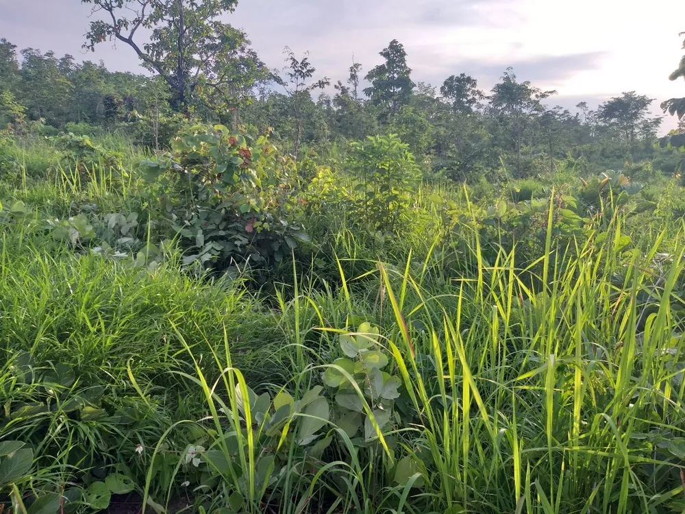 Xuất hiện đàn voi rừng ở huyện biên giới Gia Lai ảnh 2