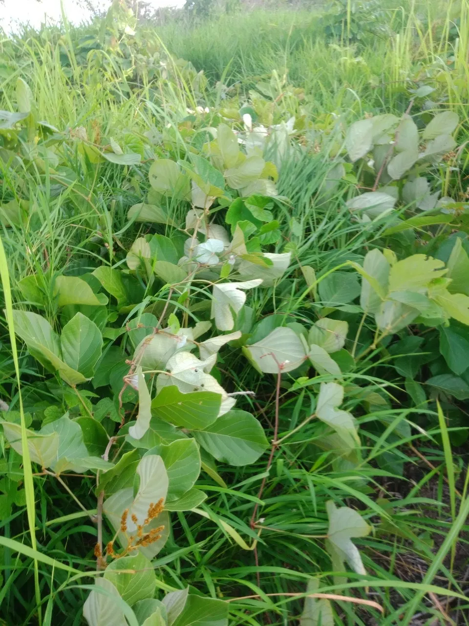 Xuất hiện đàn voi rừng ở huyện biên giới Gia Lai ảnh 3