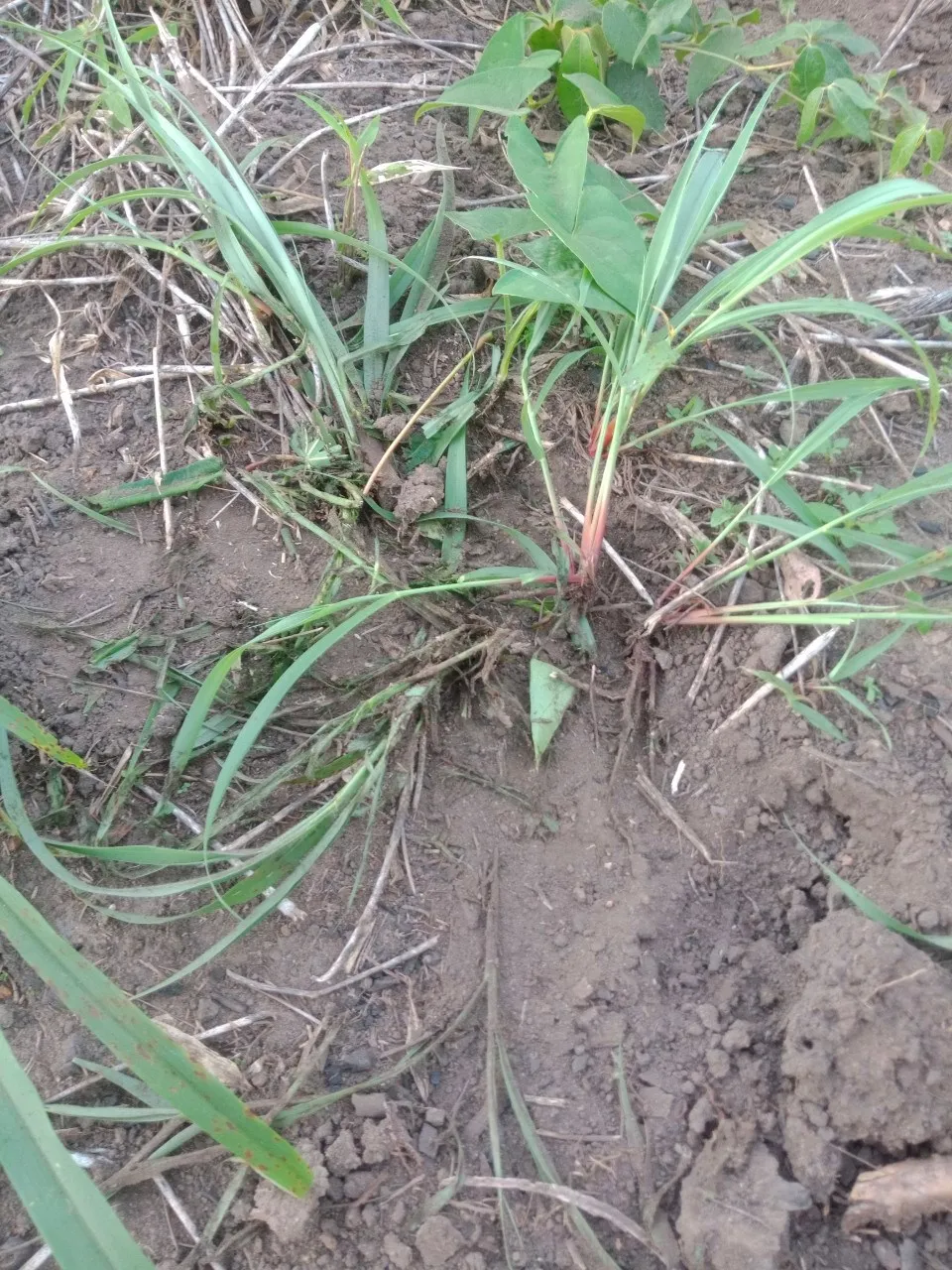 Xuất hiện đàn voi rừng ở huyện biên giới Gia Lai ảnh 4