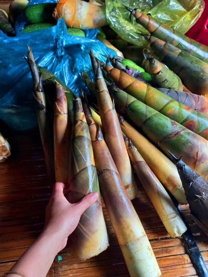 Đồng bào Xê Đăng lên rừng hái măng ủng hộ người dân TPHCM ảnh 6