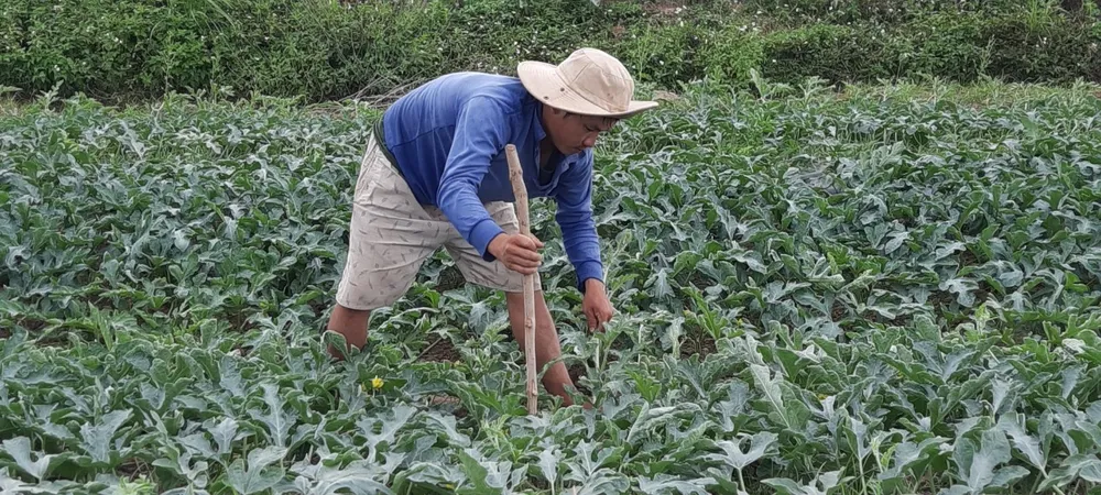 Dưa hấu rớt giá thê thảm, người trồng dưa khốn đốn ảnh 1