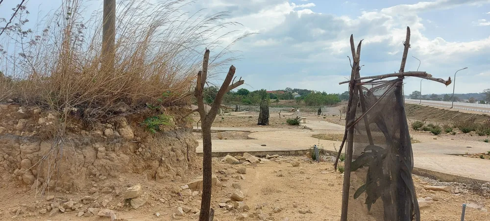 Cây xanh tạo cảnh quan cho Thủy lợi Ia Mơ bị chết hàng loạt dù đã trồng lại ảnh 1