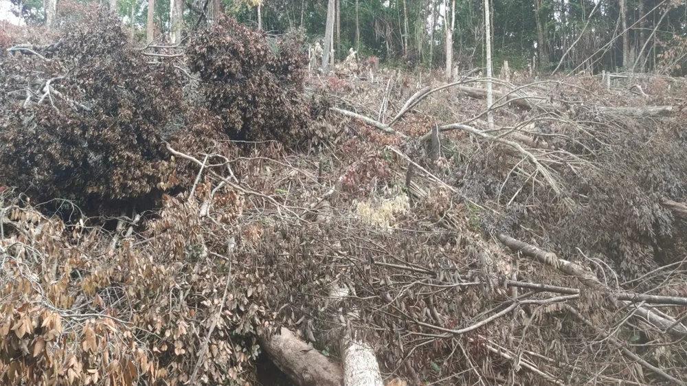 Rừng ở Ia Grai (Gia Lai) bị “xẻ thịt” tràn lan ảnh 5