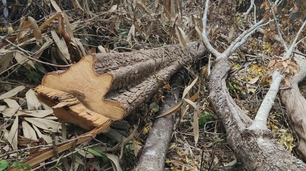 Rừng ở Ia Grai (Gia Lai) bị “xẻ thịt” tràn lan ảnh 4