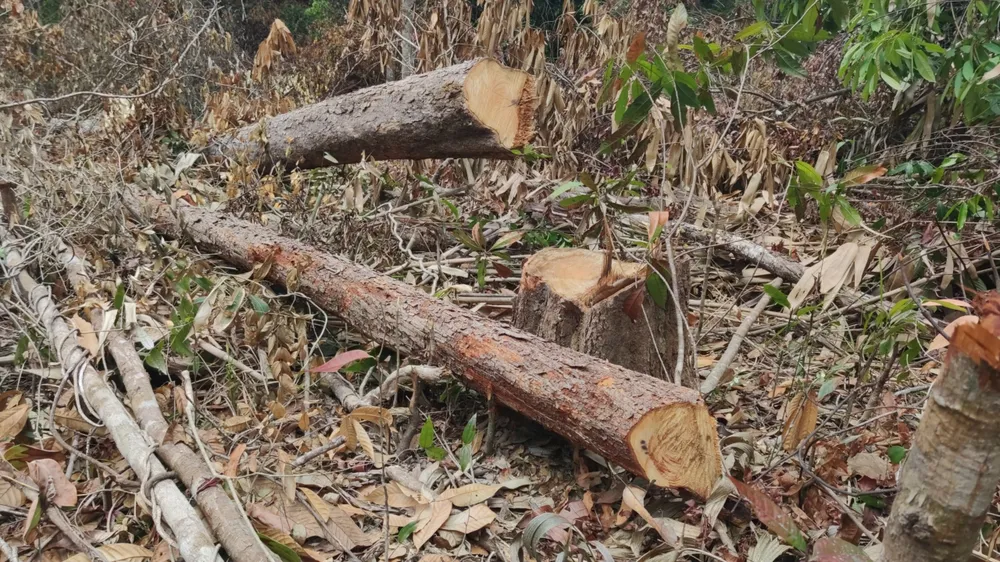 Rừng ở Ia Grai (Gia Lai) bị “xẻ thịt” tràn lan ảnh 3