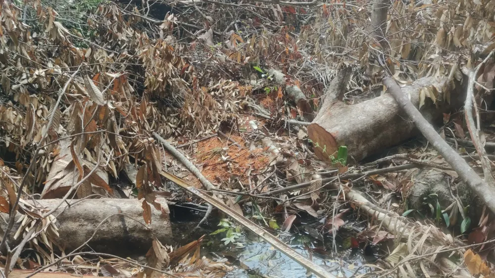 Rừng ở Ia Grai (Gia Lai) bị “xẻ thịt” tràn lan ảnh 2