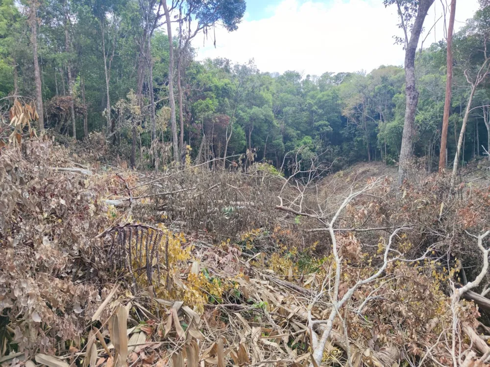 Rừng ở Ia Grai (Gia Lai) bị “xẻ thịt” tràn lan ảnh 10